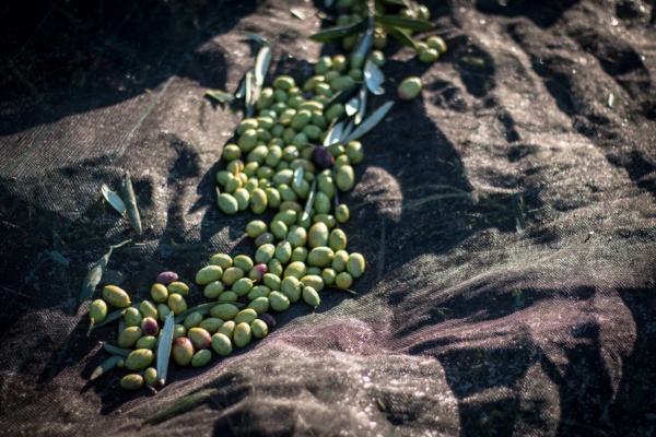 raccolta-olive-biologiche